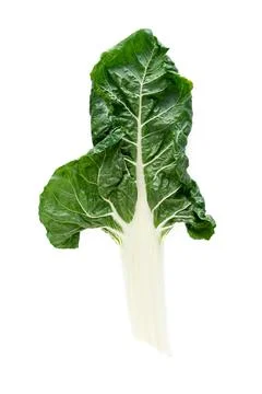 Chard leaf on white background. Stock Photos