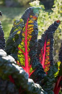 Chard leafes in the sunlight Stock Photos