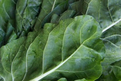 Chard Leaves Background Stock Photos