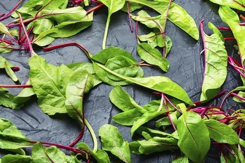 Chard or leaf beets. Stock Photos
