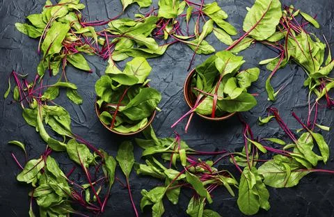 Chard or leaf beets. Stock Photos