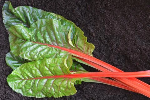 Chard Stock Photos