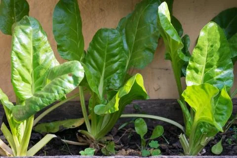 Chard Stock Photos