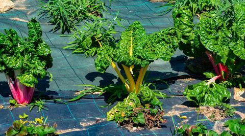 Chard with red and yellow stems sown in the vegetable garden. Foto stock