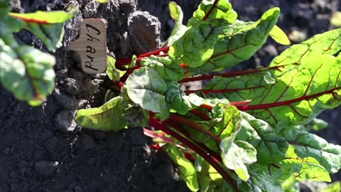 Chard seedlings on a bed in the garden. Stock Footage 134778212