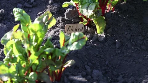 Chard seedlings on a bed in the garden. Stock Footage 134778264
