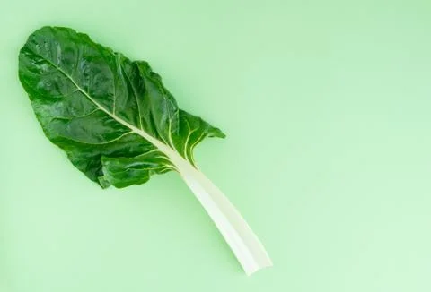 Chard sheet on blue background with copy space on the right. Stock Photos