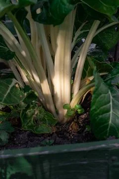 Chard (Universitetet) Stock Photos