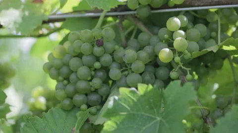 Chardonnay 1 Stock Footage 913844