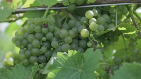 Chardonnay 2 Stock Footage 913822