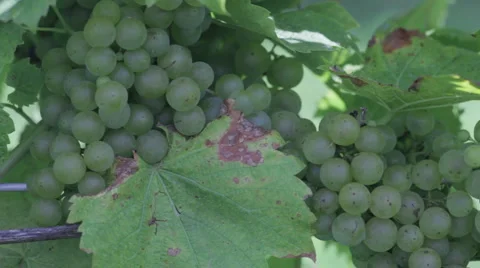 Chardonnay 3 Stock Footage 913801