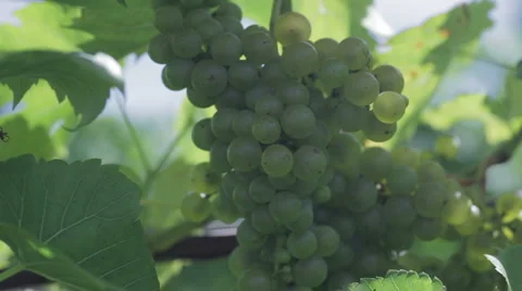 Chardonnay 4 Stock Footage 913753