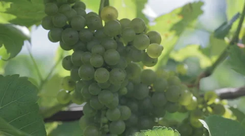 Chardonnay 5 Stock Footage 913724