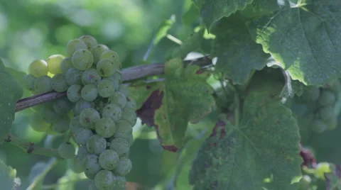 Chardonnay 6 Stock Footage 913699