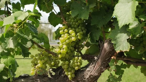 Chardonnay Grape Vine. Push in close up shot of chardonnay grapes on the vine Stock Footage 116448115