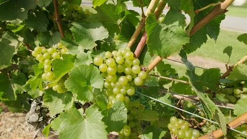 Chardonnay Grape Vine. Push in close up shot of chardonnay grapes on the vine Stock Footage 116448267