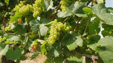 Chardonnay Grape Vine. Push in close up shot of chardonnay grapes on the vine Stock Footage 116448346
