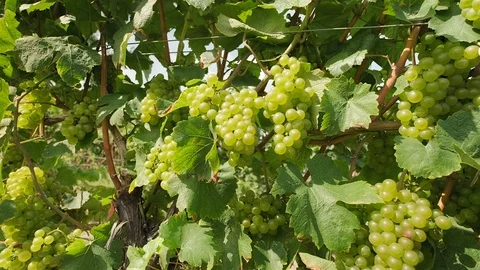 Chardonnay Grape Vine. Push in close up shot of chardonnay grapes on the vine Stock Footage 116449677