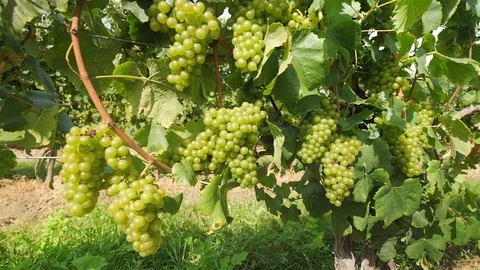 Chardonnay Grape Vine. Push in close up shot of chardonnay grapes on the vine Stock Footage 116450153