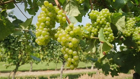 Chardonnay Grape Vine. Push in close up shot of chardonnay grapes on the vine Stock Footage 116450251