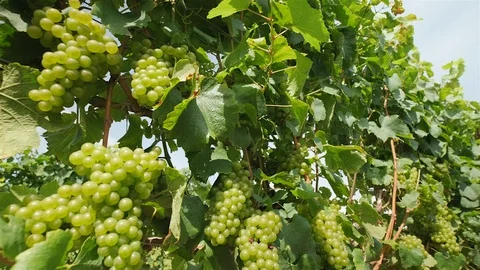 Chardonnay Grape Vine. Push in close up shot of chardonnay grapes on the vine Stock Footage 116451064