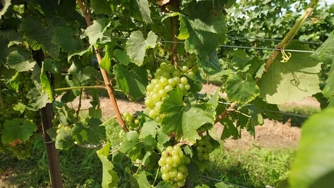 Chardonnay Grape Vine. Push in close up shot of chardonnay grapes on the vine Stock Footage 116451399