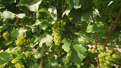 Chardonnay Grape Vine. Push in close up shot of chardonnay grapes on the vine Stock Footage 116453791