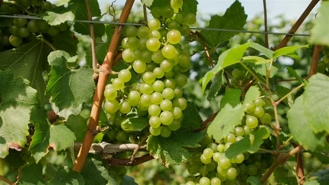 Chardonnay Grape Vine. Push in close up shot of chardonnay grapes on the vine Stock Footage 116454078