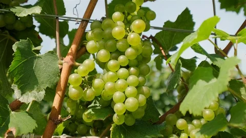 Chardonnay Grape Vine. Push in close up shot of chardonnay grapes on the vine Stock Footage 116456466