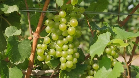 Chardonnay Grape Vine. Push in close up shot of chardonnay grapes on the vine Stock Footage 116459160