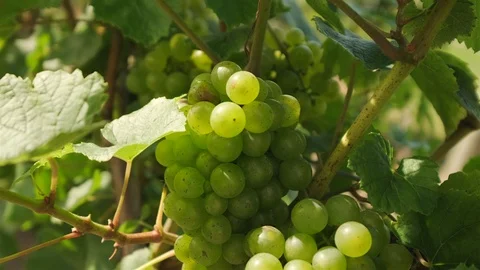 Chardonnay Grape Vine. Push in close up shot of chardonnay grapes on the vine Stock Footage 116459862
