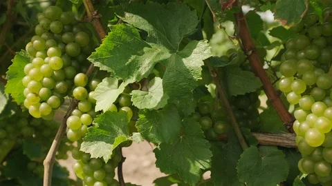 Chardonnay Grape Vine. Push in close up shot of chardonnay grapes on the vine Stock Footage 116460395