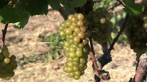 Chardonnay grapes before harvest Stock Footage 8690577