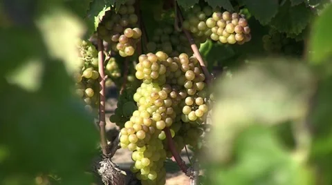 Chardonnay grapes before harvest Stock Footage 8690696
