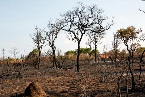 Chared Remains of a Forest Fire Stock Photos