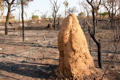 Chared Remains of a Forest Fire Stock Photos