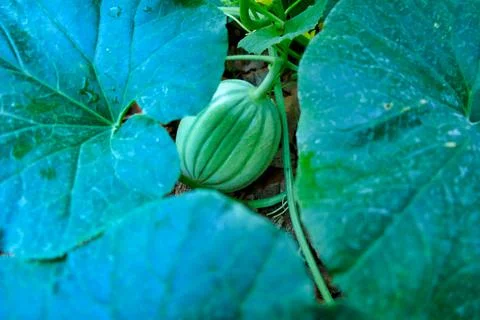 Charentais Melon Bed. Stock Photos