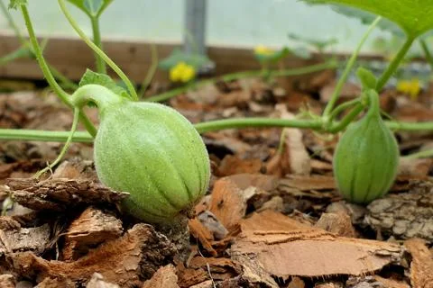Charentais Melon Bed. Stock Photos