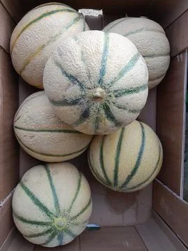 Charentais melon ripe fruit good source of vitamins, Stock Photos