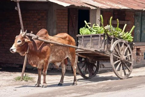 Charette zebu Stock Photos