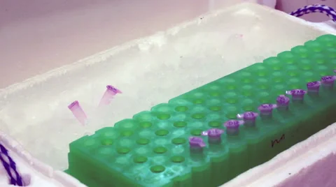 Charging a centrifuge with samples. A part of DNA extraction procedure Stock-Footage 42557312
