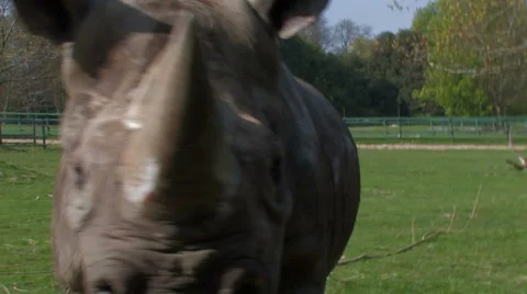 Charging Rhino, attacking close encounter. Stock-Footage 63497861