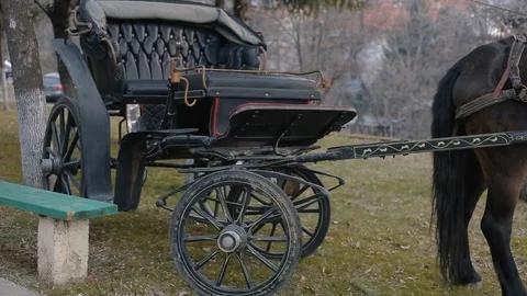 Chariot attached to back of a horse Stock Footage 104194906