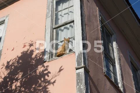 Charismatic cat sits on the windowsill Stock Photos
