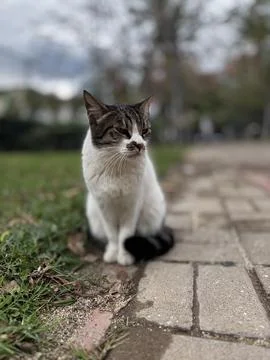 Charismatic face cat Stock Photos