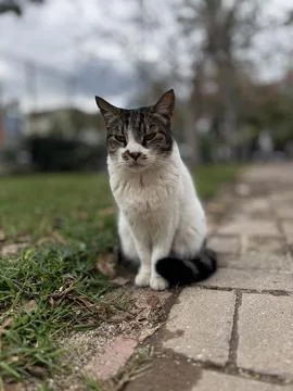 Charismatic face cat Stock-Fotos