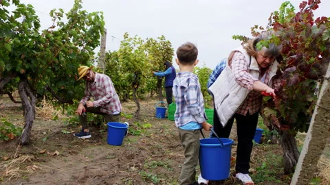 Charismatic pretty boy working together with his family in the vineyard Stock Footage 153225194