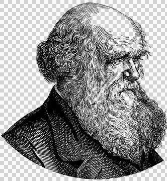 Charles Darwin Stock Illustration