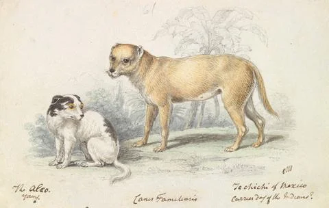 Charles Hamilton Smith, 1776 1859, Belgian, The Alco: Young, Carrier Dog o... Stock Photos