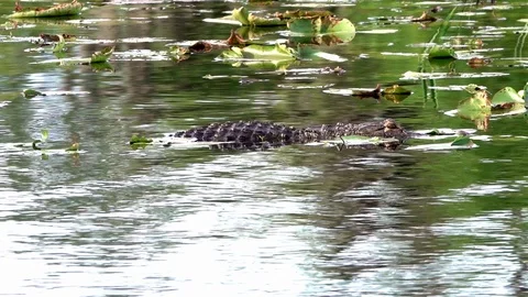 Charles Hester Stock Footage 130145938